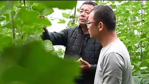 忻府区部落村：父子齐上阵 种出好香瓜