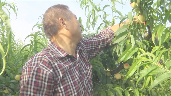 山西河津：水蜜桃抢“鲜”上市 果农增收喜上眉梢